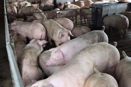 porci canibali o