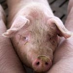 porci clandestin o