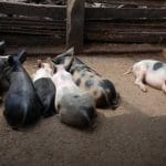 porci crescuti in gospodari o 1