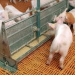 porci hrana lichida o 1