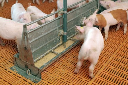 porci hrana lichida o 1