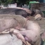 porci in caruta o