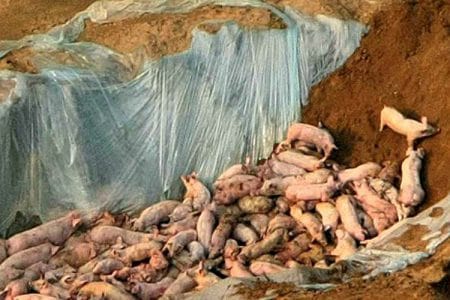 porci ingropati o