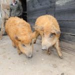 porci mangalita o 1