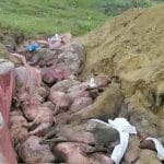 porci ucisi click o