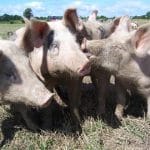 porci1 o 1