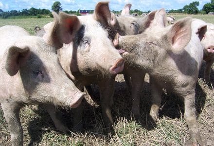 porci1 o 1