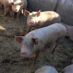 porci o 1