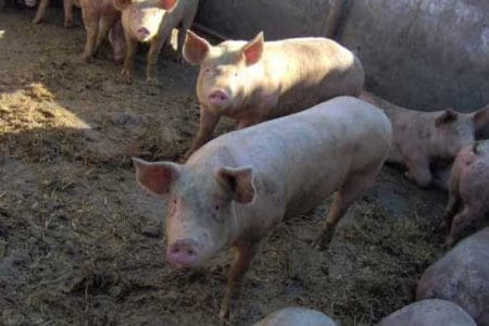 porci o 1