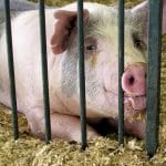 porcine ferma o 1