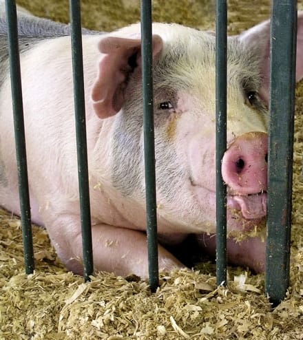 porcine ferma o 1