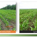 porumb grow factor evolution 1 o
