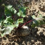 productie vegetala sfecla r o 1