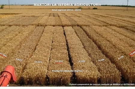productii grau guler 2015 o 1