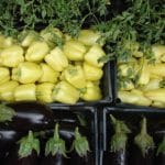 produse agroalimentare proa o 1