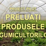 proiect pilot timis o