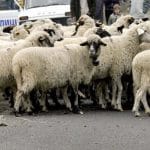 protest bulgaria o