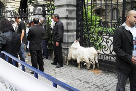 protest crescatori de animale o 1
