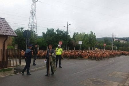 protest cu oi b o