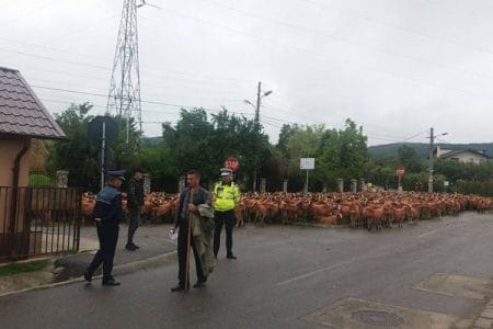 protest cu oi o