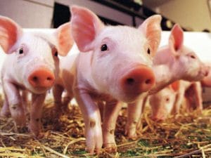 Ministrul agriculturii: Bani economisiți pentru crescătorii de animale! 1 purcei frumosi o