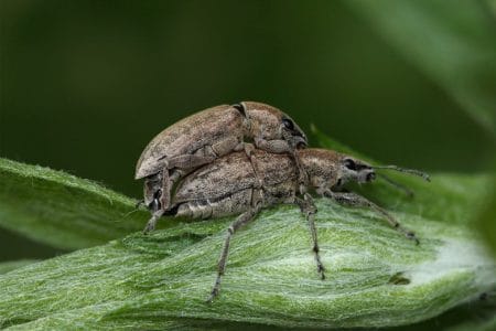 ratisoara porumbului adult 3 o