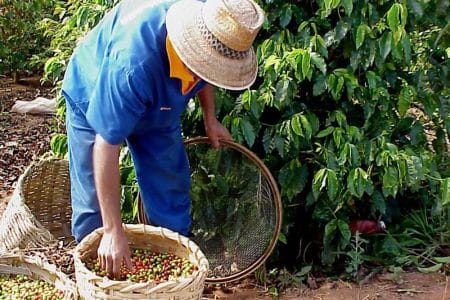 recolta de cafea o 1