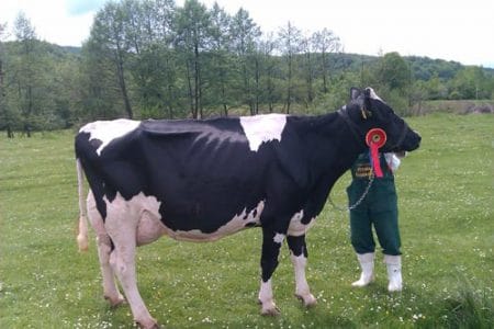 regina holstein o 1