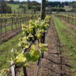 reglementari viticultura o 1