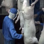 sacrificari porcine o 1
