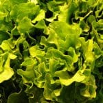 salata verde o 1