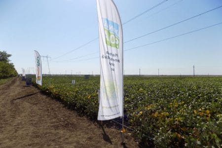 soia ecologica o