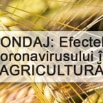 sondaj market insight o