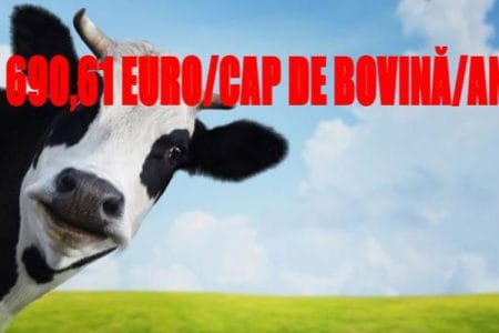 sprijin taurine carne o