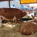 stand bovine la agromalim o 1