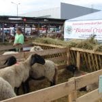 stand ovine la agromalim o 1
