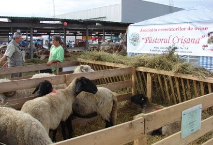 stand ovine la agromalim o 1