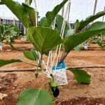starskii aubergine 1 o