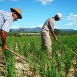 statistica agricultura o