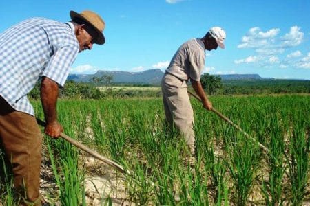 statistica agricultura o