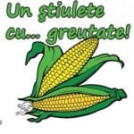 stiulele de porumb la agriplanta b o 1