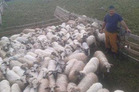 suciu si oile o