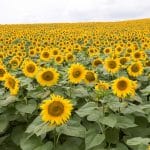 sunflower fa 20 hi syngenta 1 o