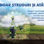 taegro syngenta o