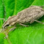 tanymecus ratisoara o
