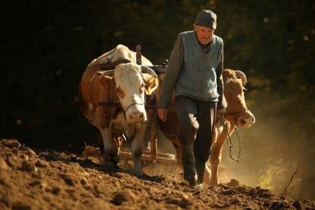 taran cu vaca o