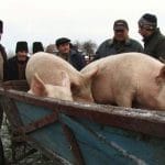 tarani porc vanzare o