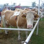 targul expozitie baltata romaneasca bacia o 1