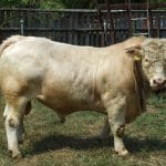 taur de charolais b o 1