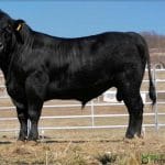 taur licitatie angus 2022 o
